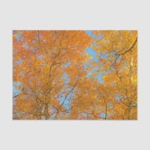Pretty Yellow Aspen Trees Photo