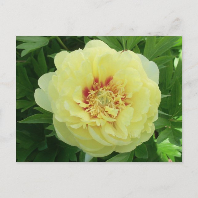 Pretty Yellow Bartzella Peony Flower Bloom PC Holiday Postcard (Front)