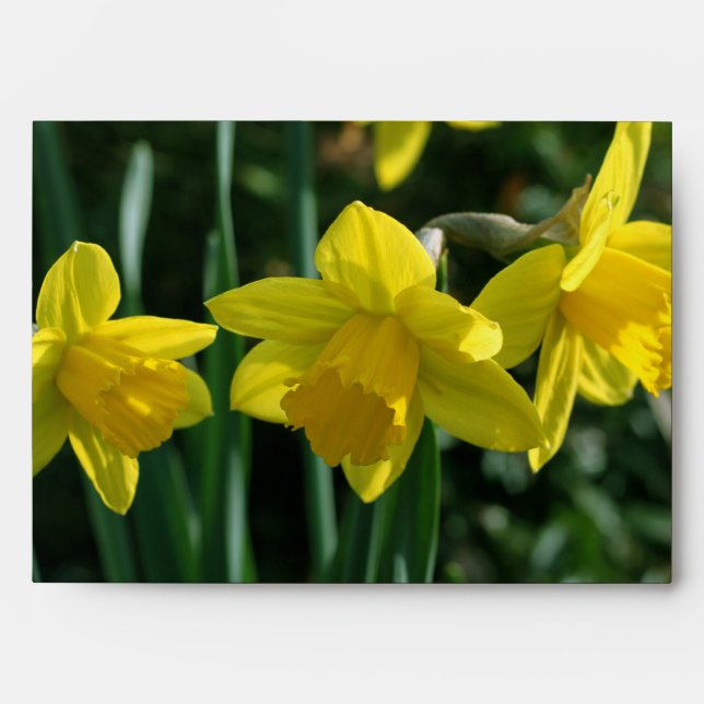 Pretty yellow daffodil flowers envelopes (Front)