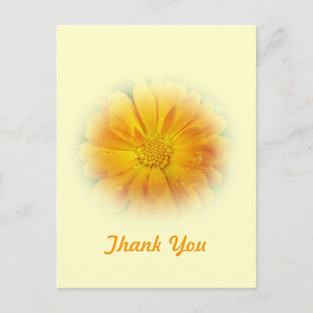 pretty yellow daisy flower postcard (Front)