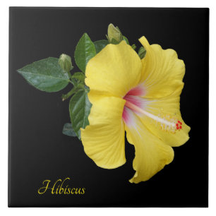 Pretty yellow hibiscus on black ceramic tile