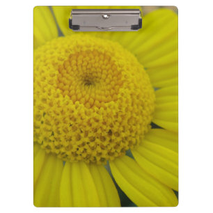 Pretty yellow marguerite clipboard