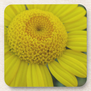 Pretty yellow marguerite square paper coaster