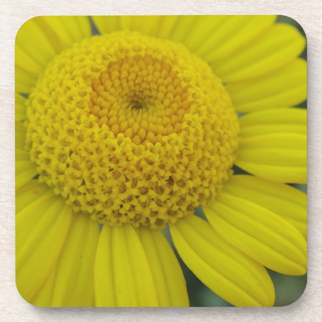 Pretty yellow marguerite square paper coaster (Front)