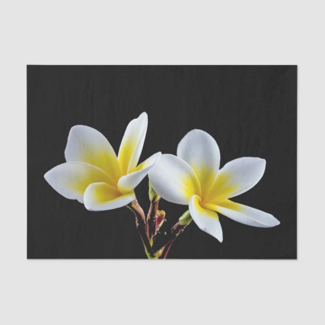 Pretty Yellow Plumeria Floral Photo Tissue Paper (Front)