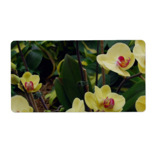 Pretty Yellow & Red Phalaenopsis Orchids