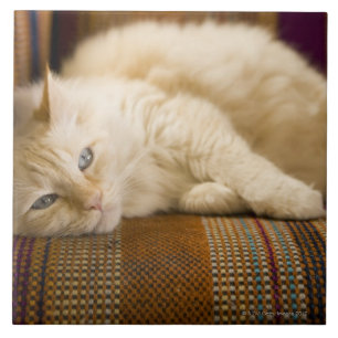 Pretty yellow tabi cat laying on couch. ceramic tile
