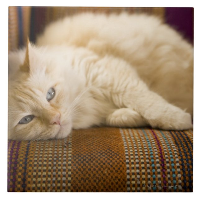 Pretty yellow tabi cat laying on couch. ceramic tile (Front)