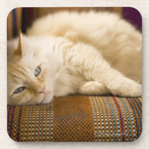 Pretty yellow tabi cat laying on couch. coaster