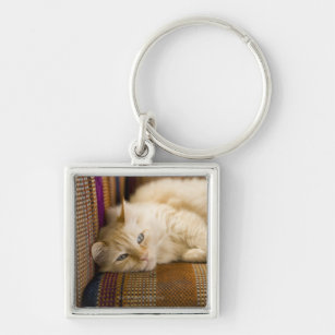Pretty yellow tabi cat laying on couch. key ring