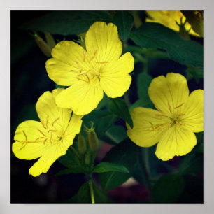 Pretty Yellow Wild Geranium Flowers Poster