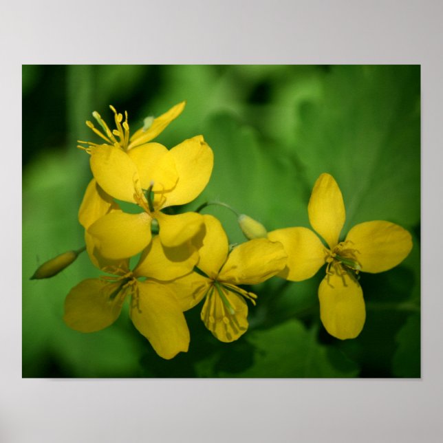 Pretty Yellow Wild Geranium Flowers Poster (Front)