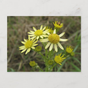 Pretty Yellow wildflowers Postcard