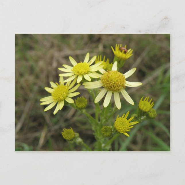 Pretty Yellow wildflowers Postcard (Front)