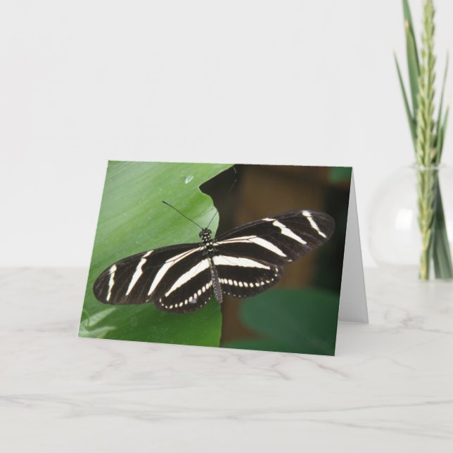 Pretty Zebra Longwing Butterfly Greeting Card (Front)