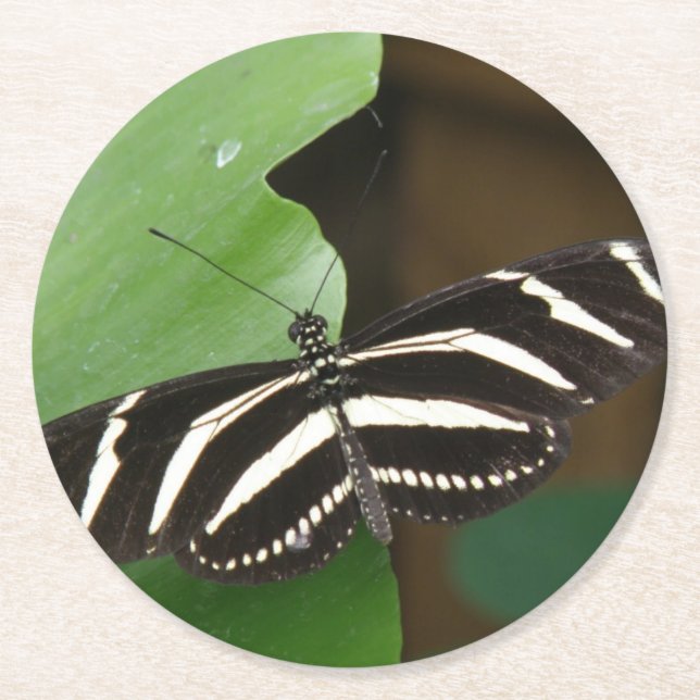 Pretty Zebra Longwing Butterfly Paper Coasters (Front)