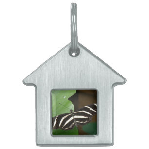 Pretty Zebra Longwing Butterfly Pet Tag