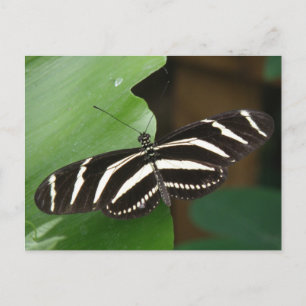 Pretty Zebra Longwing Butterfly Postcard