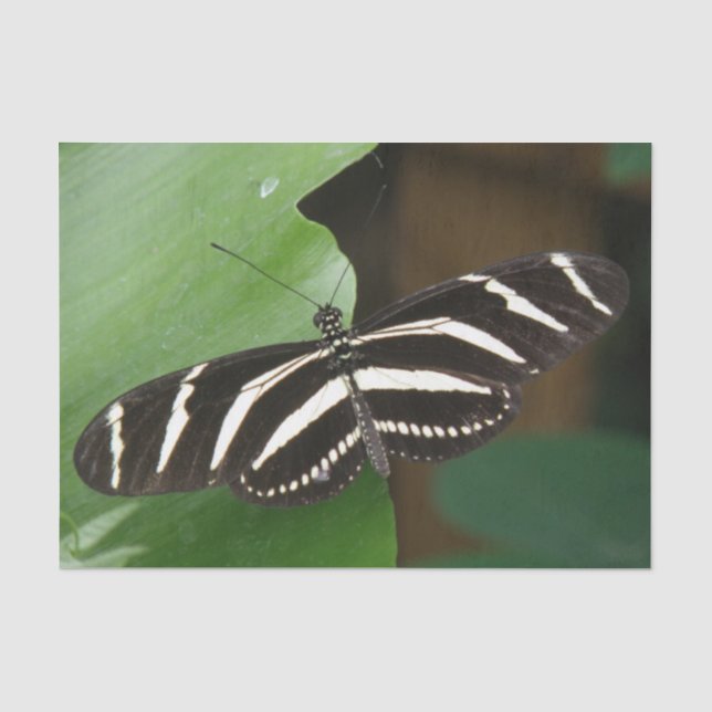 Pretty Zebra Longwing Butterfly Tissue Paper (Front)