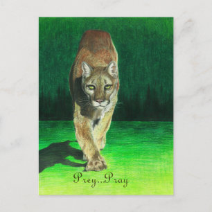 Prey...Pray Cougar Big Cat Postcard