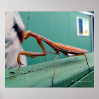 Preying Mantis & ant