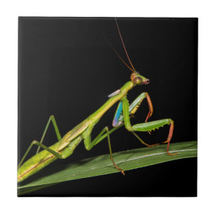 Preying mantis, Odzala, Kokoua National Park Ceramic Tile