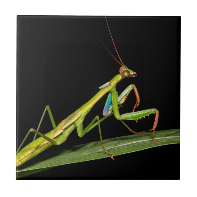Preying mantis, Odzala, Kokoua National Park Ceramic Tile (Front)