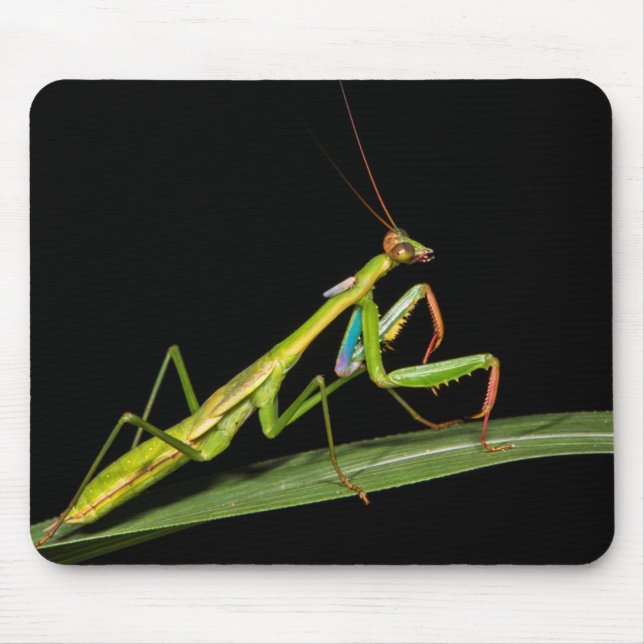 Preying mantis, Odzala, Kokoua National Park Mouse Pad (Front)
