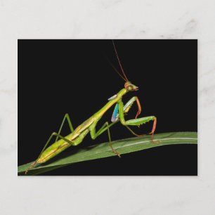Preying mantis, Odzala, Kokoua National Park Postcard