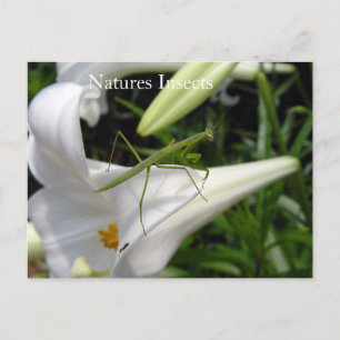 Preying Mantis On Flower Postcard