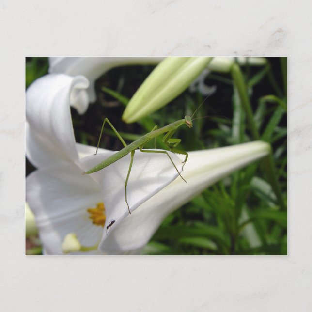Preying mantis on flower  postcard (Front)