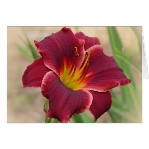 Priceless - Pocket Change Daylily