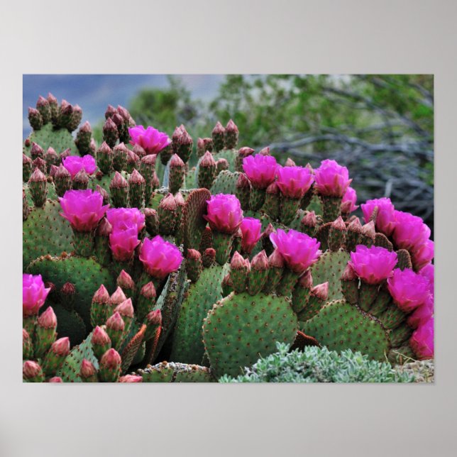 Prickle Pear Cactus in Bloom Santa Fe NM Poster (Front)