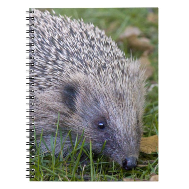 Prickles Notebook (Front)