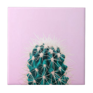 Prickley Cactus on Pink Ceramic Tile