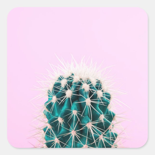 Prickley Cactus on Pink Square Sticker (Front)