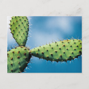 Prickley Cactus Postcard