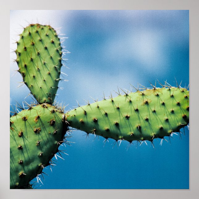 Prickley Cactus Poster (Front)