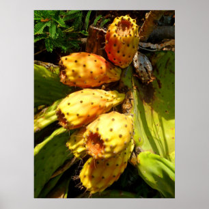 Prickley Pear Cacti Fruit Poster