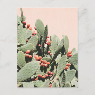 Prickley Pear Cactus Postcard