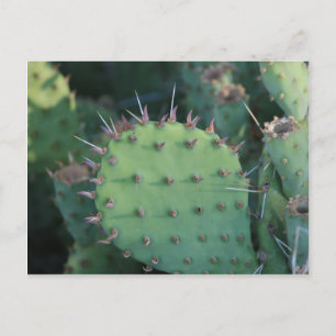 Prickley Pear Pad Postcard