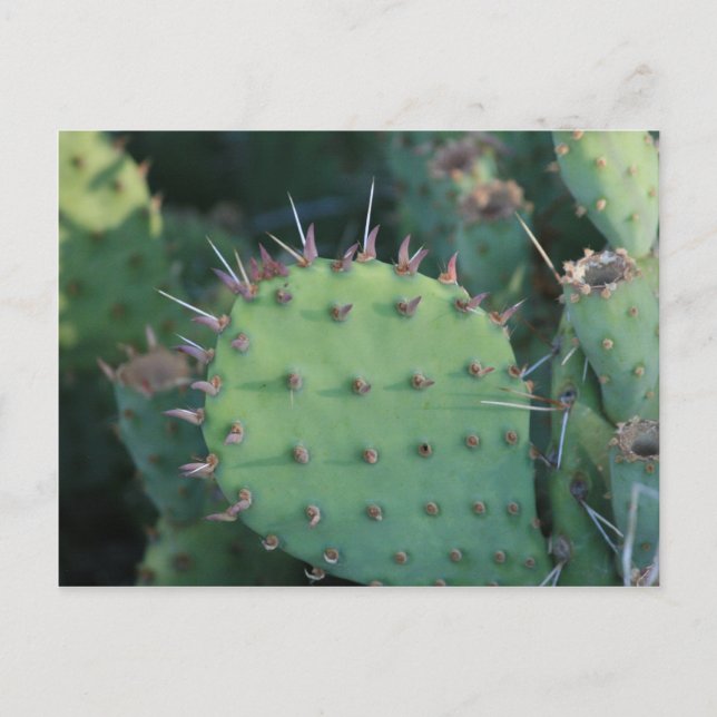 Prickley Pear Pad Postcard (Front)