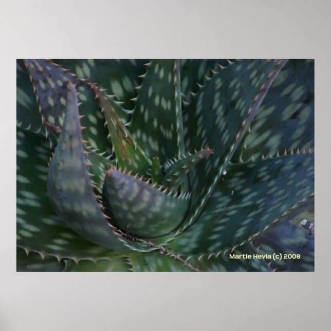 Prickly Aloe Vera Poster (Front)