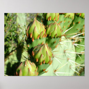 Prickly Pear Blooms Poster