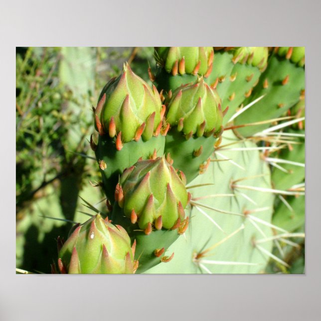 Prickly Pear Blooms Poster (Front)