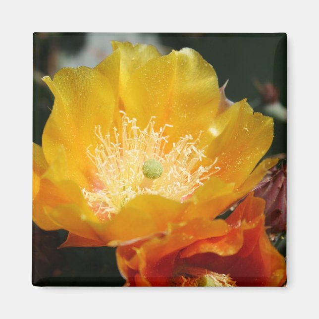 Prickly Pear Blossom Magnet (Front)
