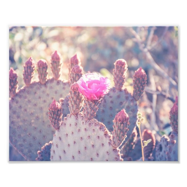 Prickly Pear Blossom | Photo Print (Front)