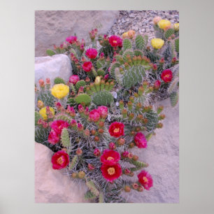 Prickly Pear Cacti Poster
