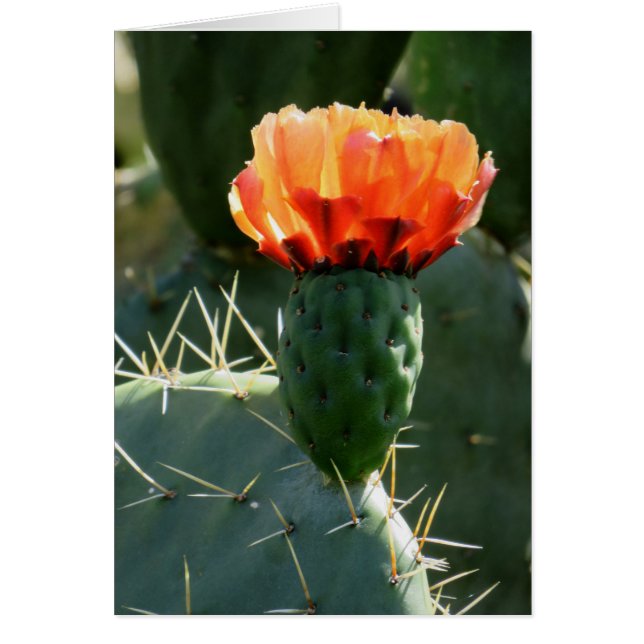 Prickly Pear Cactus (Front)