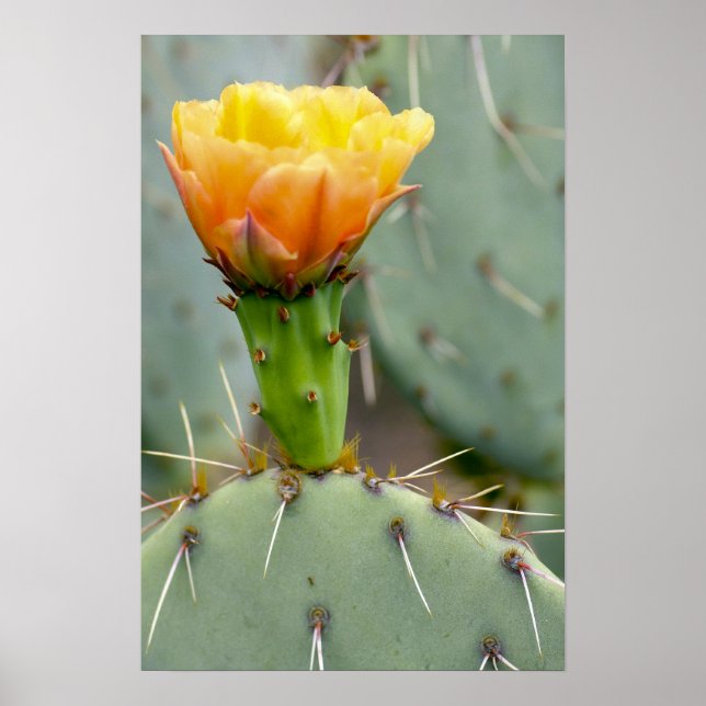 Prickly Pear Cactus and flower Poster (Front)